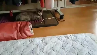 Korean housewife cleaning